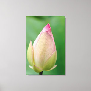 Ongeopende waterLily Bulb, Durban Botanical Canvas Afdruk
