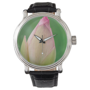 Ongeopende waterLily Bulb, Durban Botanical Horloge