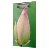 Ongeopende waterLily Bulb, Durban Botanical Klembord (Links)