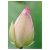 Ongeopende waterLily Bulb, Durban Botanical Klembord (Achterkant)