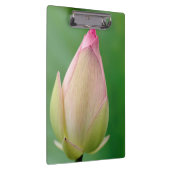 Ongeopende waterLily Bulb, Durban Botanical Klembord (Rechts)