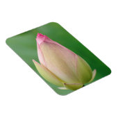 Ongeopende waterLily Bulb, Durban Botanical Magneet (Rechterzijde)