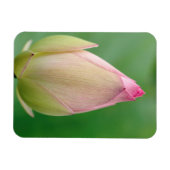 Ongeopende waterLily Bulb, Durban Botanical Magneet (Horizontaal)