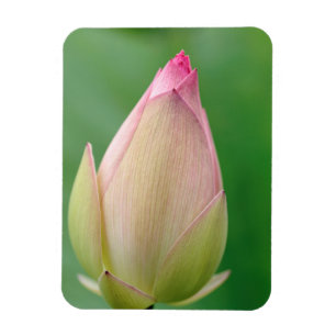 Ongeopende waterLily Bulb, Durban Botanical Magneet