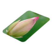 Ongeopende waterLily Bulb, Durban Botanical Magneet (Linkerzijde)