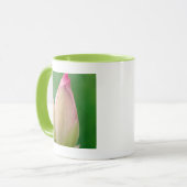 Ongeopende waterLily Bulb, Durban Botanical Mok (Voorkant links)