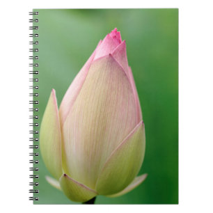Ongeopende waterLily Bulb, Durban Botanical Notitieboek