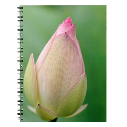 Ongeopende waterLily Bulb, Durban Botanical Notitieboek (Voorkant)