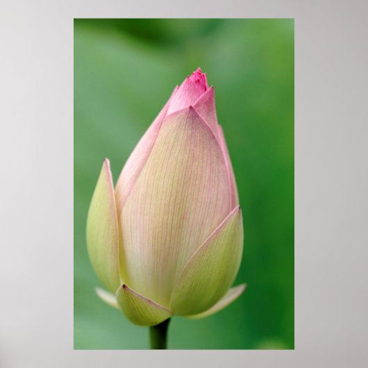 Ongeopende waterLily Bulb, Durban Botanical Poster (Voorkant)