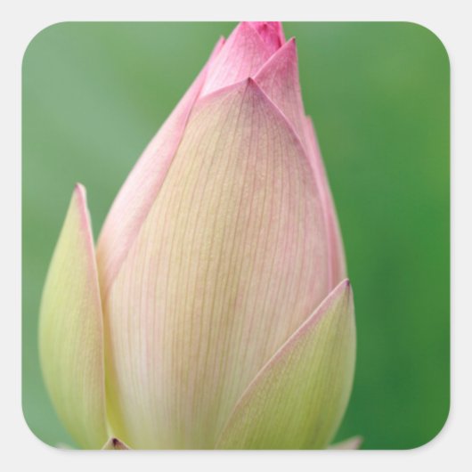 Ongeopende waterLily Bulb, Durban Botanical Vierkante Sticker (Voorkant)