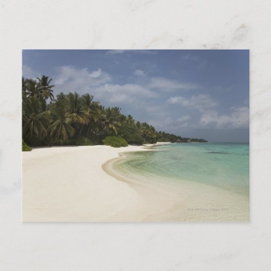 Ongerepte strand en kokospalmen. briefkaart (Voorkant)