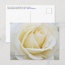 Ongerepte witte roos foto briefkaart