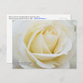 Ongerepte witte roos foto briefkaart (Voorkant / Achterkant)