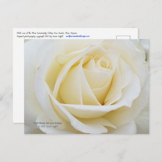 Ongerepte witte roos foto briefkaart (Voorkant / Achterkant)