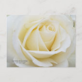 Ongerepte witte roos foto briefkaart (Voorkant)