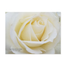 Ongerepte witte roos foto