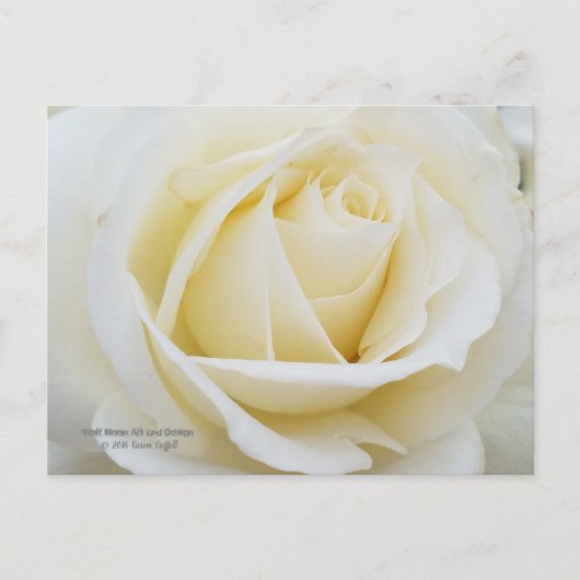 Ongerepte witte roos foto briefkaart (Voorkant)