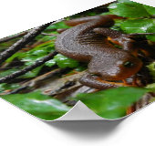 ongeschilde salamander poster (Hoek)