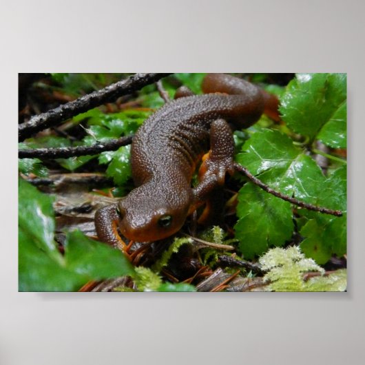 ongeschilde salamander poster (Voorkant)