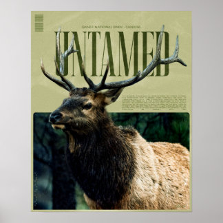 Ongetemde Banff National Park Elk Poster