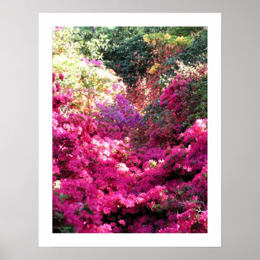 ONGETITELD Rhododendron Floral Photography Poster (Voorkant)