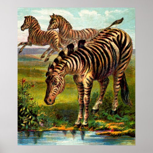 ongeveer 1.900 zebras poster (Voorkant)