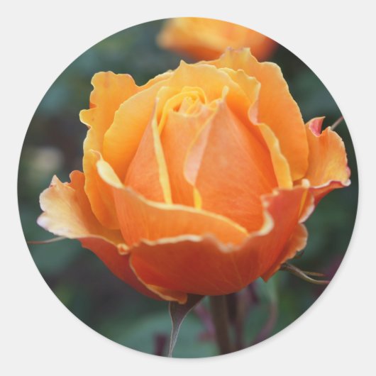Ongeveer Roos #1 Sticker van het Gezicht (Voorkant)
