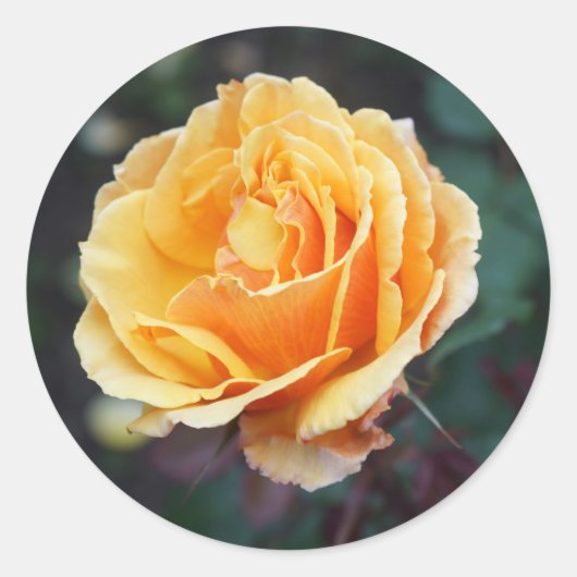 Ongeveer Roos #3 Sticker van het Gezicht (Voorkant)