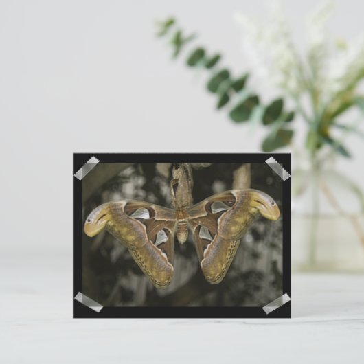 Ongewoon Briefkaart (Staand voorkant)