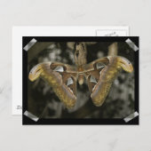 Ongewoon Briefkaart (Voorkant / Achterkant)