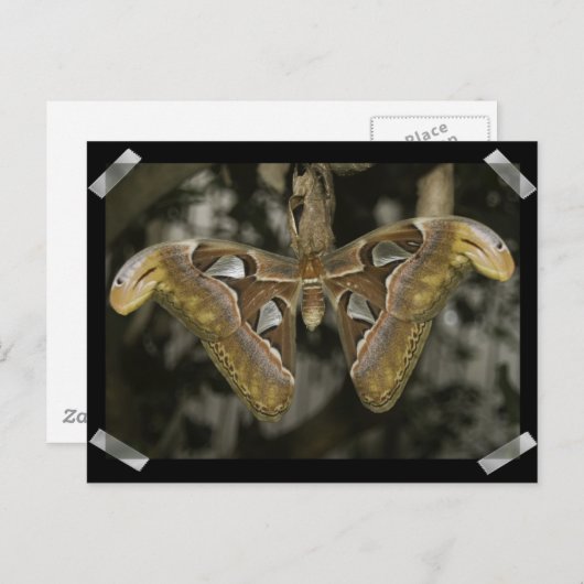 Ongewoon Briefkaart (Voorkant / Achterkant)