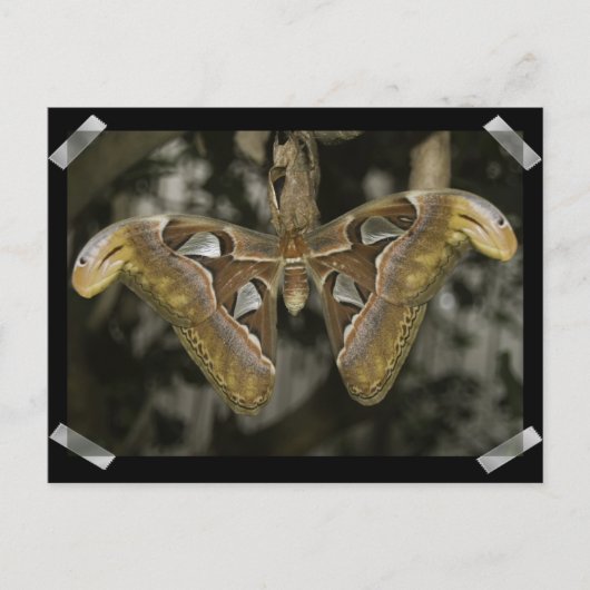 Ongewoon Briefkaart (Voorkant)