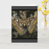 Ongewoon Wenskaart van mot Kaart (Gele Bloem)