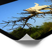 Onhandige witte kat in amandelboom poster (Hoek)