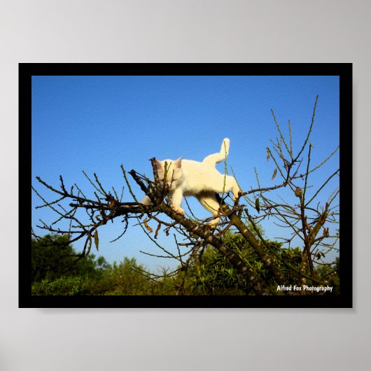 Onhandige witte kat in amandelboom poster (Voorkant)