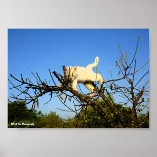 Onhandige witte kat in amandelboom poster