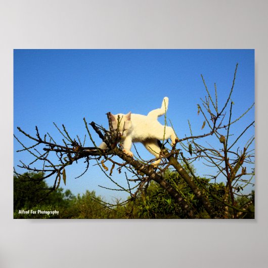 Onhandige witte kat in amandelboom poster (Voorkant)