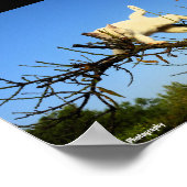 Onhandige witte kat in amandelboom poster (Hoek)