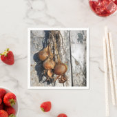 ONIES SERVETTEN (Insitu)