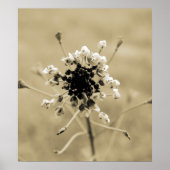  onkruid poster (Voorkant)