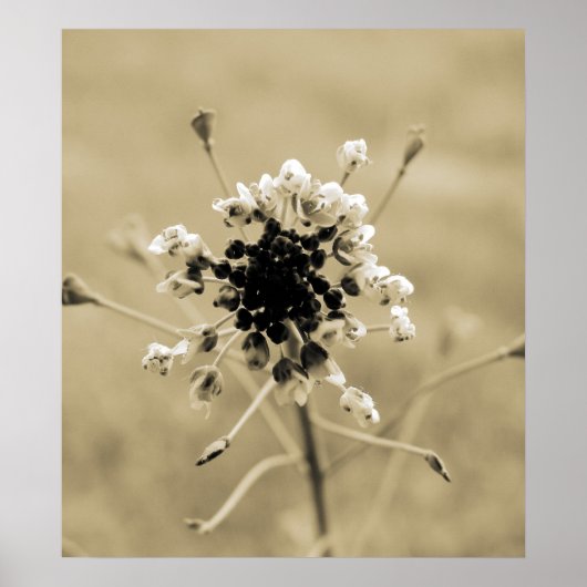 onkruid poster (Voorkant)