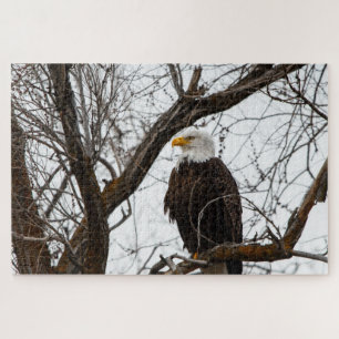 Onmogelijke puzzel - Haliaeetus