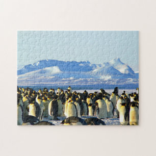 Onmogelijke puzzel - Penguins-kolonie Legpuzzel