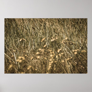 onregelmatig droog plant op het strand op de rotse poster