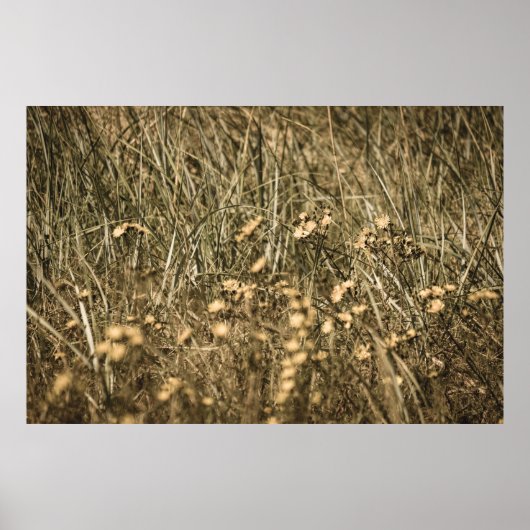 onregelmatig droog plant op het strand op de rotse poster (Voorkant)