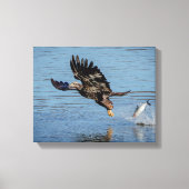 Onrijpe Bald Eagle die een vis laat vallen Canvas Afdruk (Voorkant)