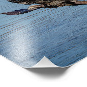 Onrijpe Bald Eagle die een vis laat vallen Foto Afdruk (Hoek)