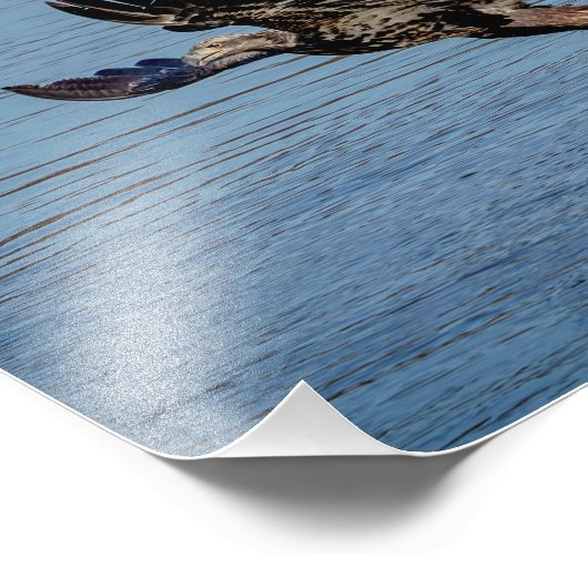 Onrijpe Bald Eagle die een vis laat vallen Foto Afdruk (Hoek)