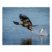 Onrijpe Bald Eagle die een vis laat vallen Foto Afdruk (Voorkant)