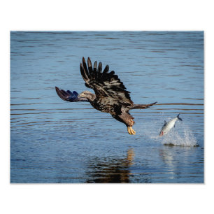 Onrijpe Bald Eagle die een vis laat vallen Foto Afdruk
